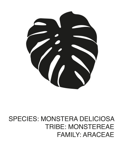 Poster "Monstera"